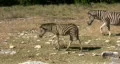 Zebras herd walking HD HD Footage