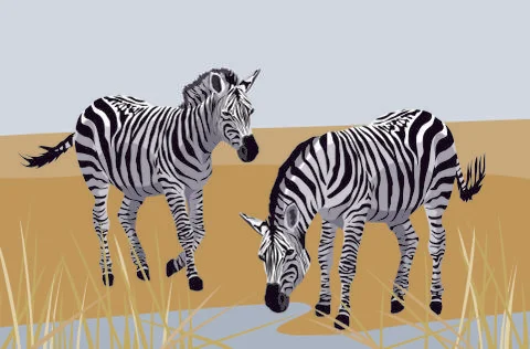 Zebras Stock Illustration