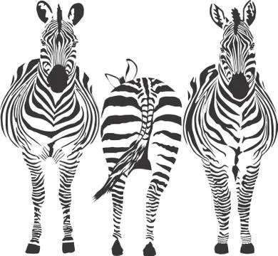 Zebras Stock Illustration