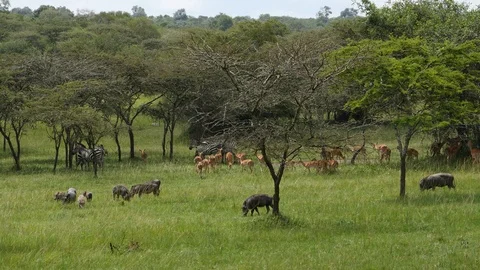 Zebras, impalas and warthogs, Uganda Stock-Footage 100449492
