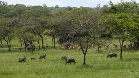 Zebras, impalas and warthogs, Uganda Stock-Footage 100449566