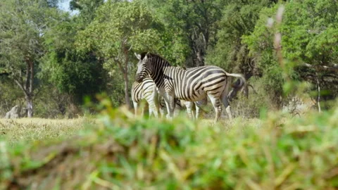 Zebras interact and graze in Okavango Delta during sunny day Stock Footage 326018458