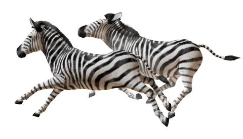 Zebras isolated Stock Illustration