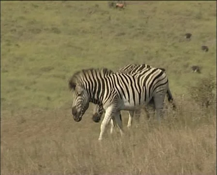 Zebras joining the herd . Stock Footage 11625489
