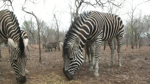 Zebras jump away from camera Stock-Footage 302109