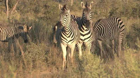 Zebras Keep a Watch Out - 1 Stock Footage 22068544