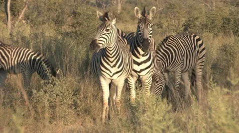 Zebras Keep a Watch Out - 2 Video stock 22070044
