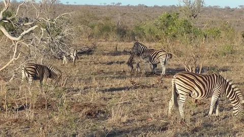 Zebras in the kruger park Stock Footage 82338634
