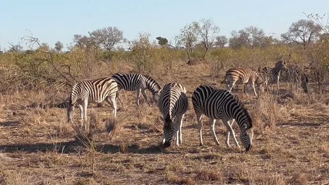 Zebras in the kruger park Stock Footage 82338909