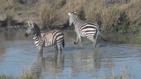 Zebras leaving river after drinking water to follow herd in Maasai Mara Stock Footage 115924274
