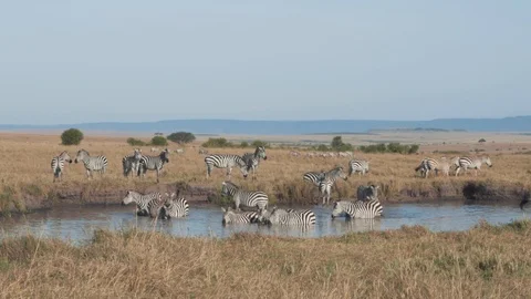 Zebras leaving river after drinking water to follow herd in Maasai Mara Stock Footage 115924533