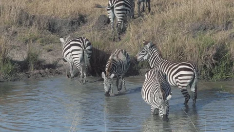 Zebras leaving river after drinking water to follow herd in Maasai Mara Stock Footage 115924638