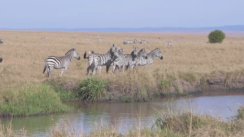 Zebras leaving river after drinking water to follow herd in Maasai Mara Stock Footage 115924774