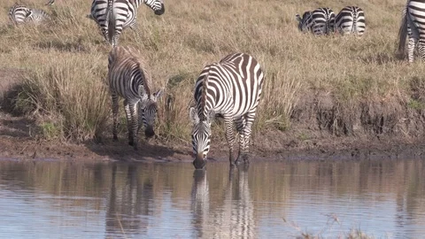 Zebras leaving river after drinking water to follow herd in Maasai Mara Stock Footage 115924895