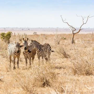 Zebras looking to the camera Stock Photos