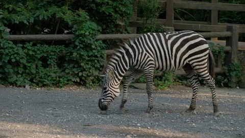 Zebras looking for food on the ground Stock Footage 119455149