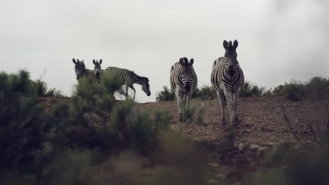 Zebras looking straight at the camera Stock Footage 278828842