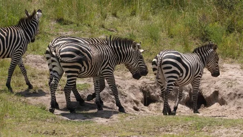 Zebras looking for Water Video stock 125161731