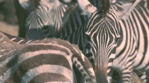 Zebras lovingly rubbing each other back in Maasai Mara reserve Stock Footage 98569494