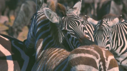 Zebras lovingly rubbing each other back in Maasai Mara reserve Stock Footage 98569523