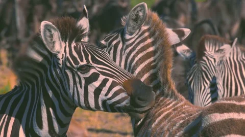 Zebras lovingly rubbing each other back in Maasai Mara reserve Stock Footage 98569547