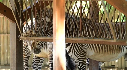Zebras Lunch Time Stock Footage