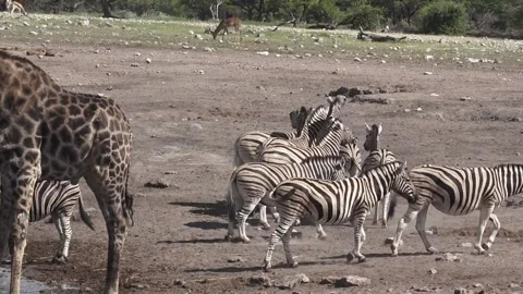 Zebras move off; mane-nipping as they leave the waterhole — Part 31 Stock Footage 320845933