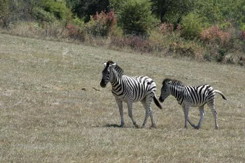 Zebras on the Move Stock Photos