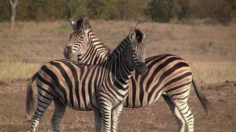 Zebras move synchronously Stock Footage 8572167