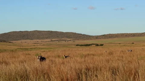 Zebras Moving Through Tall Grass in Late Afternoon Light Stock Footage 333384335