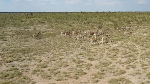 Zebras, Namibia, Africa Stock Footage 104995628