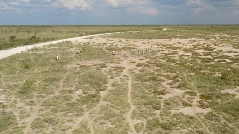 Zebras, Namibia, Africa Stock Footage 104995728