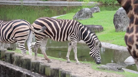 Zebras near a water source 動画素材 338011681