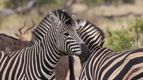 Zebras Nibble On Each Other Stock-Footage 230937841