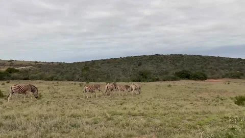 Zebras on an open grassy plain Stock Footage 315761530