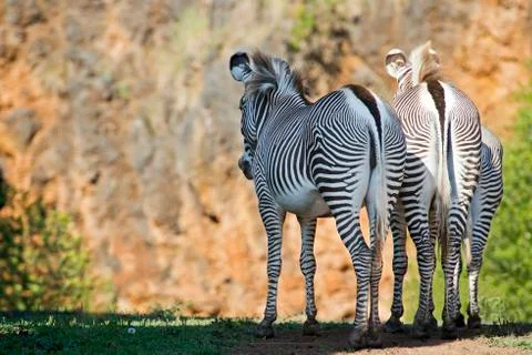 Zebras Stock Photos