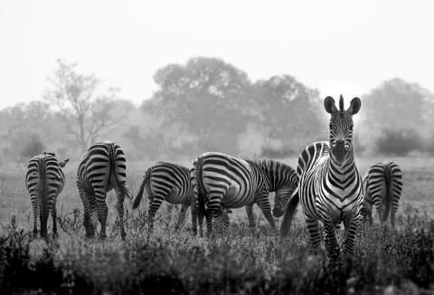 Zebras Stock Photos