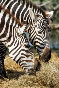 Zebras Stock Photos