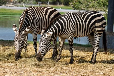 Zebras Stock Photos