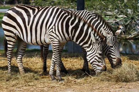 Zebras Stock Photos