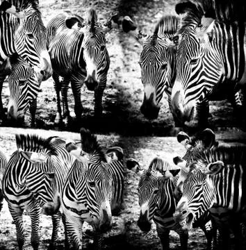 Zebras Stock Photos