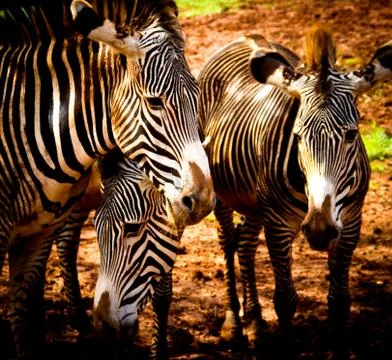 Zebras Stock Photos