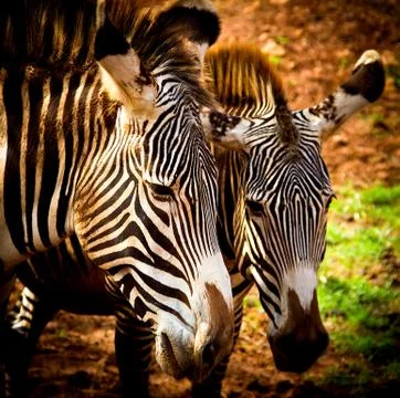 Zebras Stock Photos