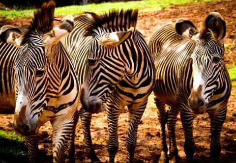 Zebras Stock Photos