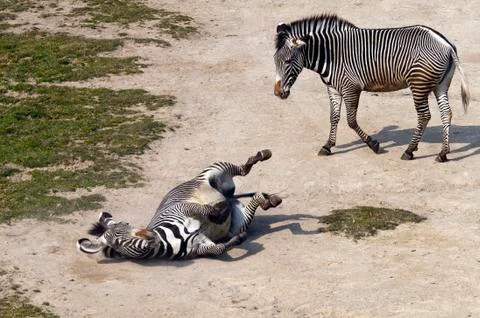 Zebras Stock Photos