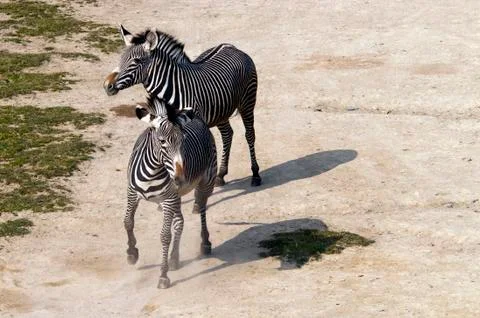 Zebras Stock Photos