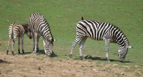 Zebras Stock Photos