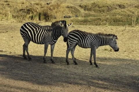 Zebras Stock Photos
