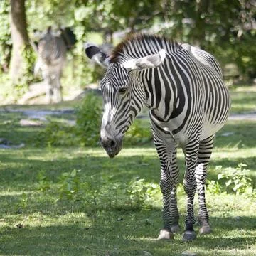 Zebras Stock Photos