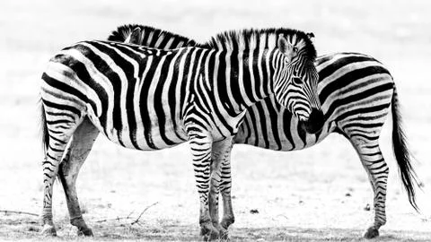 Zebras Stock Photos